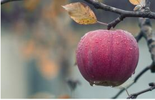 Pomme bien mûr à l'automne grâce à la taille de formation effectué par Emondage Boucherville Pro.