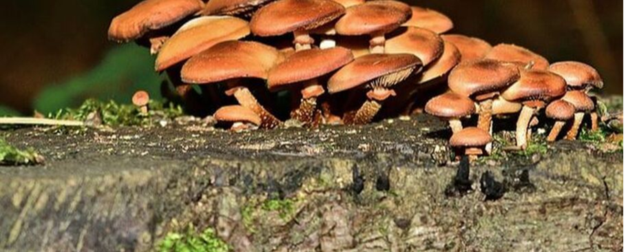 Mushrooms growing on a strain in Boucherville