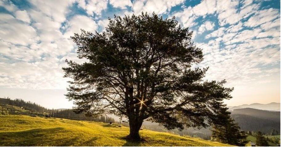 Magnifique arbre à Boucherville qui a été entretenu par l'entreprise Emondage Boucherville Pro.