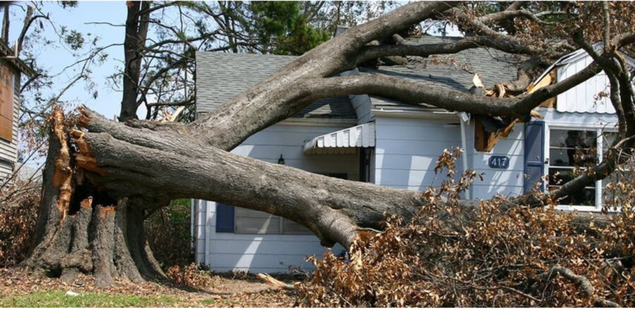 Arbre centenaire qui s'est cassé suite à une grosse tempête à Boucherville. Un émondeur de Emondage Boucherville Pro a été appelé sur les lieux pour abattre l'arbre. 