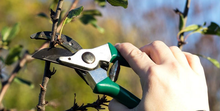 An employee of Emondage Boucherville does a training pruning on a tree.