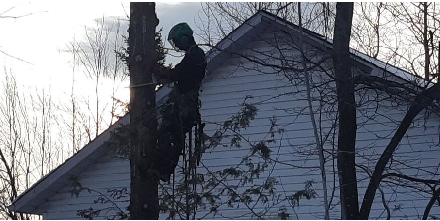 Emondage Boucherville pruning climber working at height