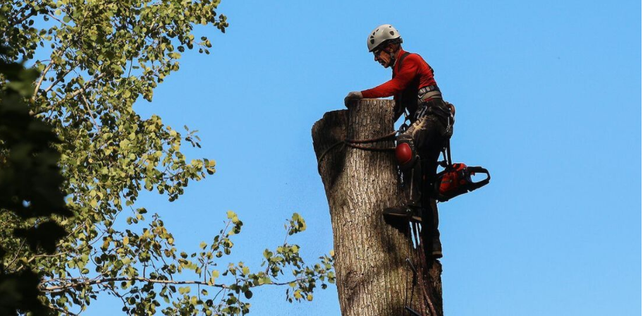 Un arboricultor de Emondage Boucherville tala un árbol. El residente de Boucherville obtuvo primero un permiso de tala en la ciudad de Boucherville.