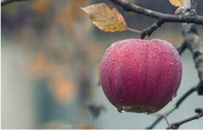 Pomme bien mûr à l'automne grâce à la taille de formation effectué par Emondage Boucherville.