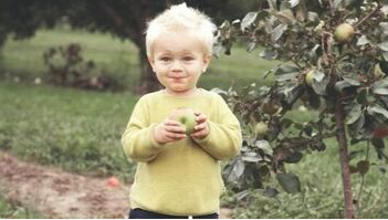 Un enfant déguste une pomme fraîchement cueillis d'un pommier situé sur la propriété de ses parents à Boucherville.